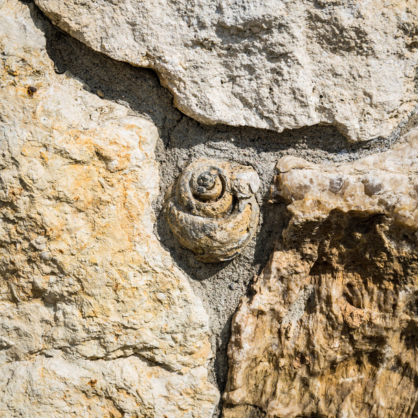 Steinmauer mit Fossilien. - Foto, Bild