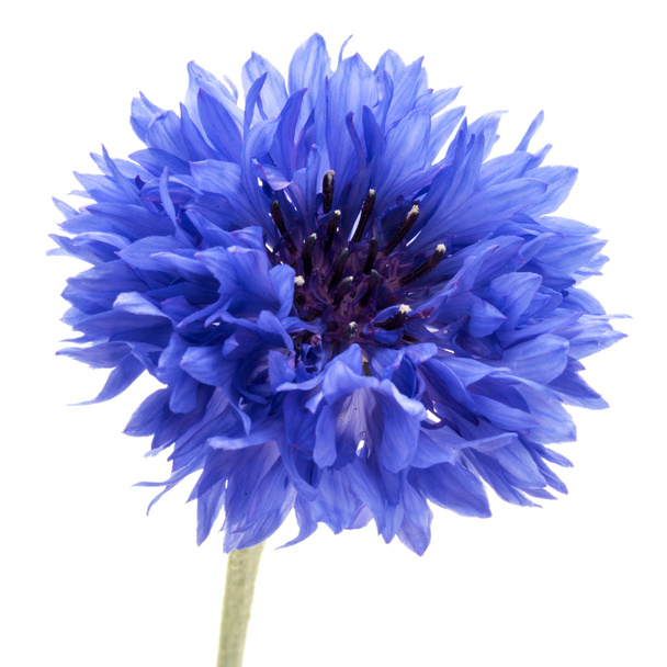 Blue Cornflower Herb or bachelor button flower head isolated on  - Fotó, kép