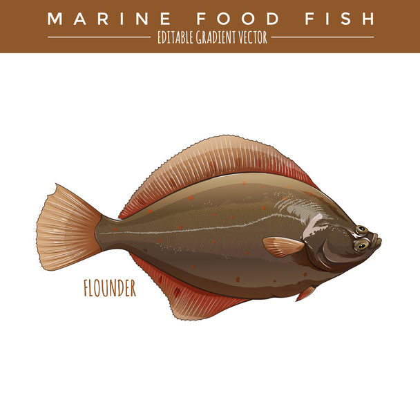 Flounder. Marine Food Fish - Vetor, Imagem