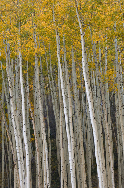Forêt de peuplier faux-tremble automne
 - Photo, image