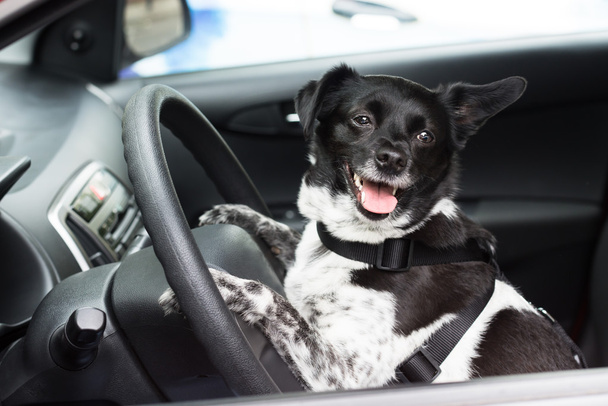 Dog Sitting Inside Car - Photo, image