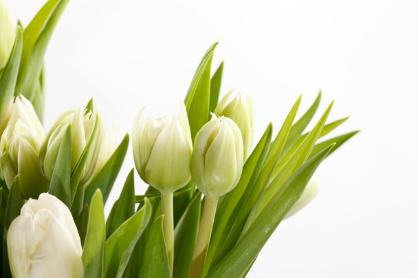 Nice tulips - Valokuva, kuva