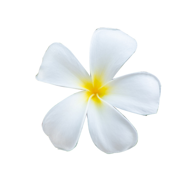 Τροπικά λουλούδια, λευκά και κίτρινα Plumeria απομονώνονται σε λευκό φόντο - Φωτογραφία, εικόνα