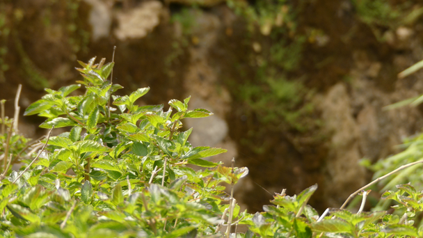 Lantana camara, auch bekannt als Großer Salbei, Wilder Salbei, Roter Salbei, Weißer Salbei und Preiselbeere, ist eine Blütenpflanze aus der Familie der Eisenkrautgewächse, Eisenkraut, die in den amerikanischen Tropen beheimatet ist. - Filmmaterial, Video