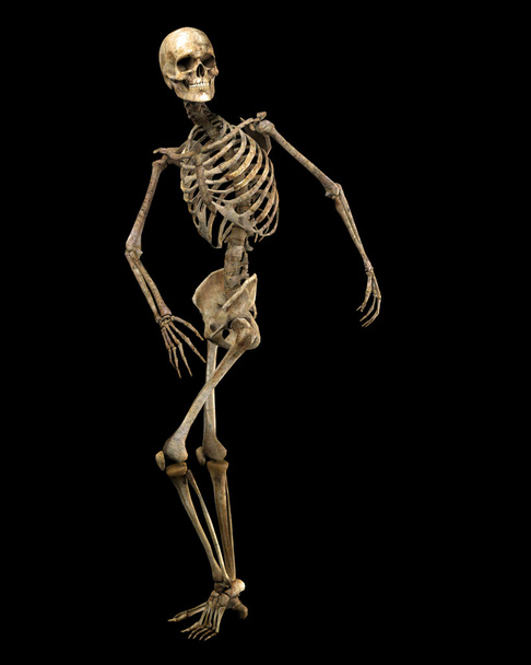 Esqueleto listo
 - Foto, Imagen
