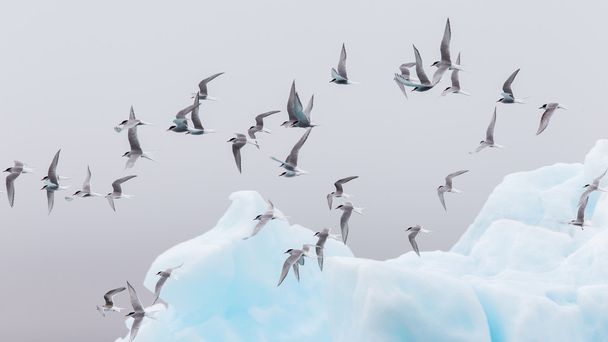 Ptactva v Jokulsarlon, velké ledovcové jezero na Islandu - Fotografie, Obrázek