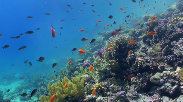 Mercan resif sualtı manzara. Kızıldeniz. - Video, Çekim