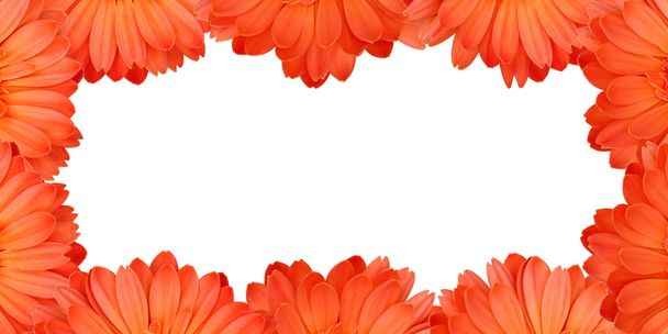 Gerbera flower create a frame - Photo, Image