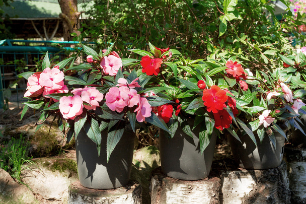 Vermelho Nova Guiné impatiens flores em vasos
 - Foto, Imagem
