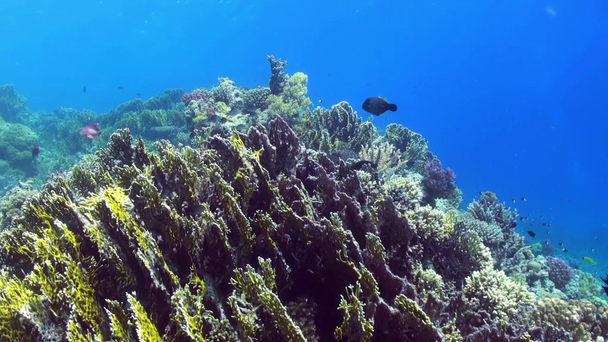 Paisagem subaquática do recife de coral. Mar Vermelho
. - Filmagem, Vídeo