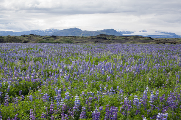 Typical Icelandic landscape with field of blooming lupine flowers. - Fotó, kép
