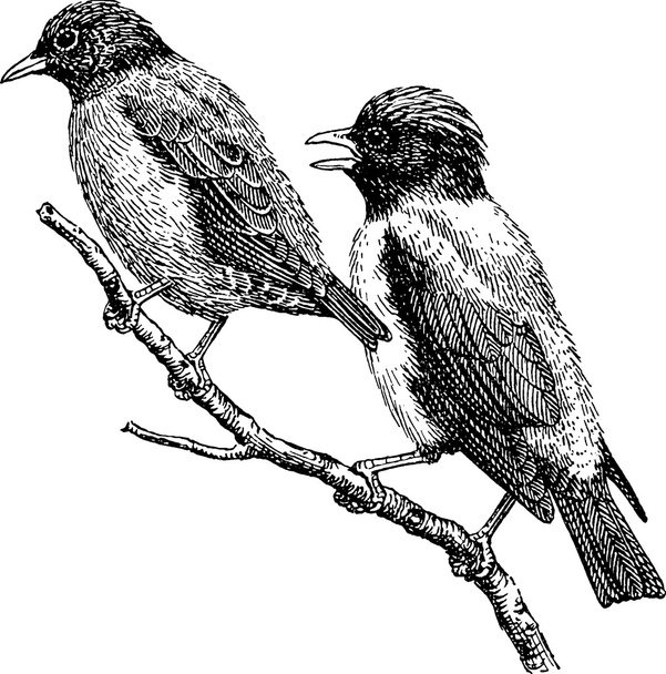 Pássaros de imagem vintage em um ramo
 - Foto, Imagem