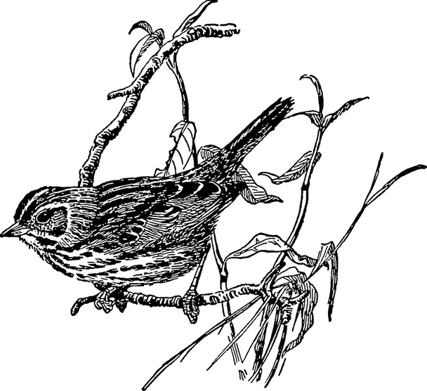 Image vintage oiseau sur une branche
 - Photo, image