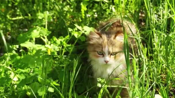 A vörös macska magas fűvel megy a réten. Házi macska vagy a vadon macska (Felis silvestris catus) egy kicsi, jellemzően prémes, húsevő emlős. - Felvétel, videó