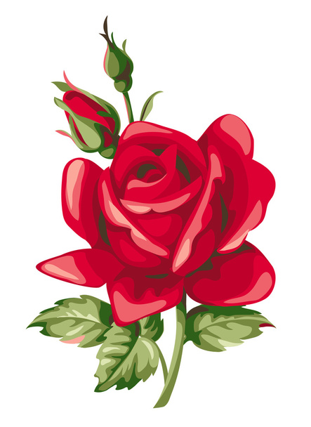Rosa vermelha com botões
 - Vetor, Imagem