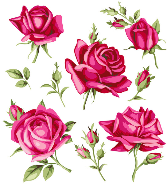 Conjunto de rosas y brotes rojos
 - Vector, Imagen