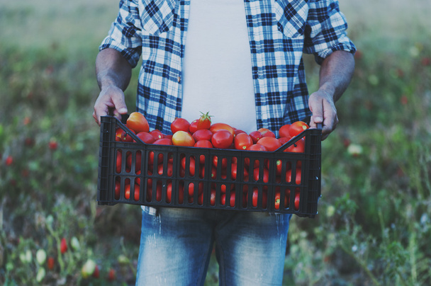 Hombre sosteniendo cajón con tomates
 - Foto, Imagen