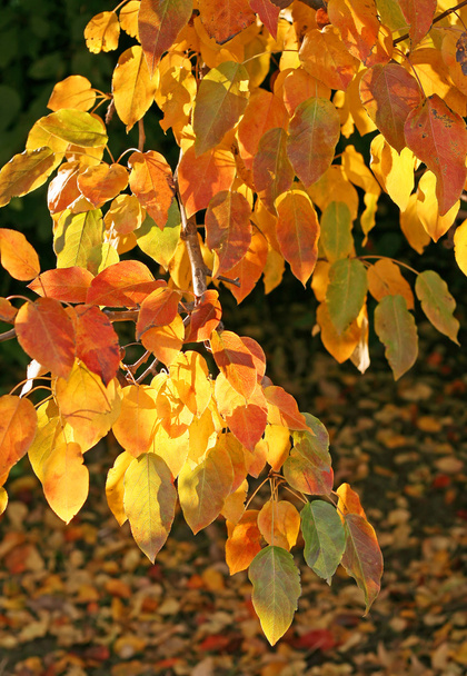 Branch of autumn tree glowing in sunligh - Photo, Image