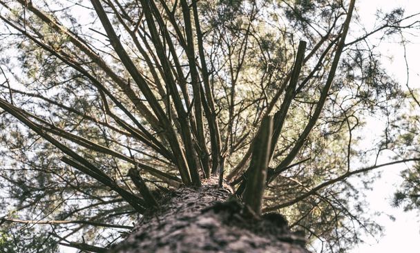 pine branches against the sky - Foto, Imagem
