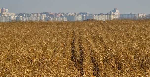 Летний пейзаж с пшеничным полем  - Фото, изображение