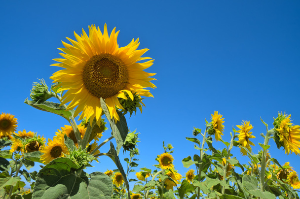 Zonnebloemen tijdens de zonnige zomerdag - Foto, afbeelding