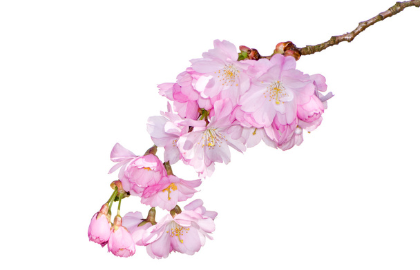 isolierter Zweig mit rosa Kirschblüten - Foto, Bild