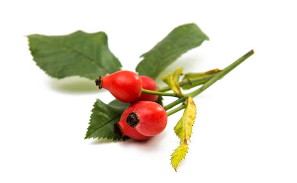 red rosehip berries  - Photo, Image
