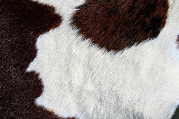 El fragmento de la piel de la vaca
 - Foto, imagen