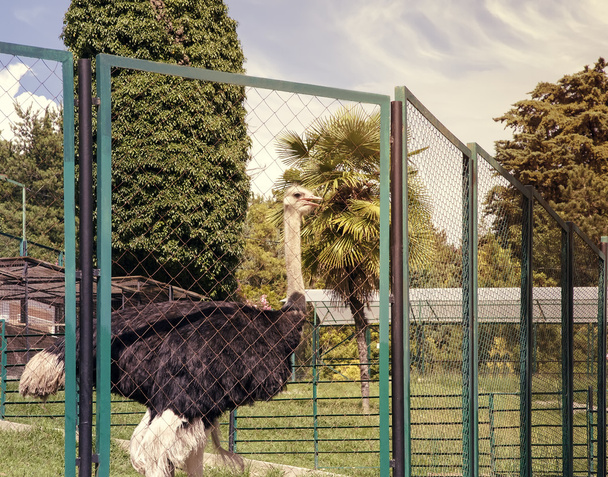 Ostrich behind the fence of the enclosure. - Photo, Image
