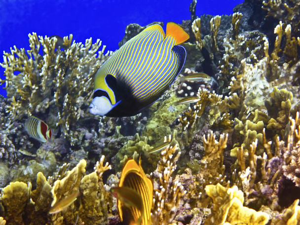 Coral reef and emperor angelfish - Photo, Image