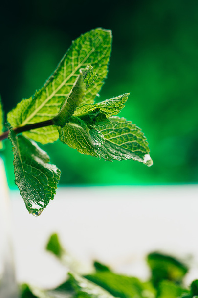 fresh mint leaves on a green blurry background - Φωτογραφία, εικόνα