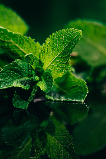 fresh mint leaves on the dark green blurry background - Foto, immagini