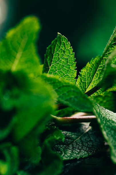 fresh mint leaves on the dark green blurry background - Фото, изображение