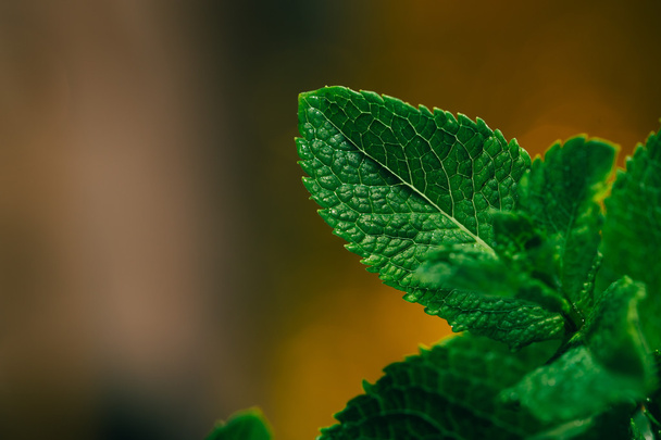 fresh mint leaves on yellow blurred background - Foto, imagen