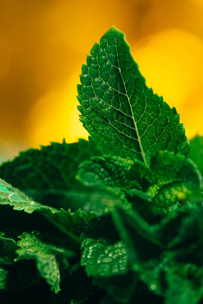 fresh mint leaves on yellow blurred background - Foto, imagen