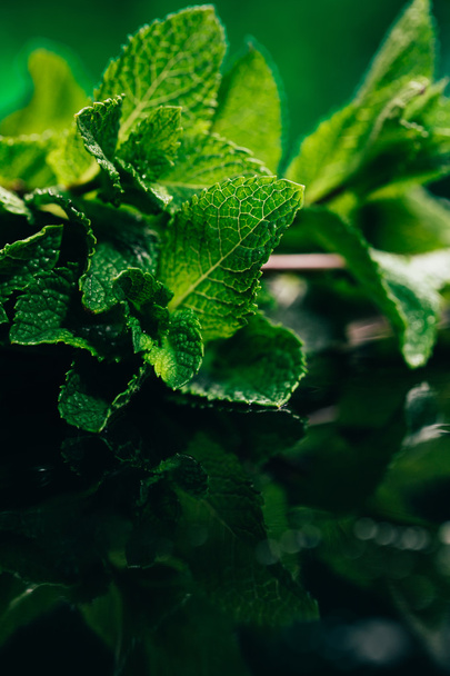 feuilles de menthe fraîches sur le fond vert foncé flou
 - Photo, image