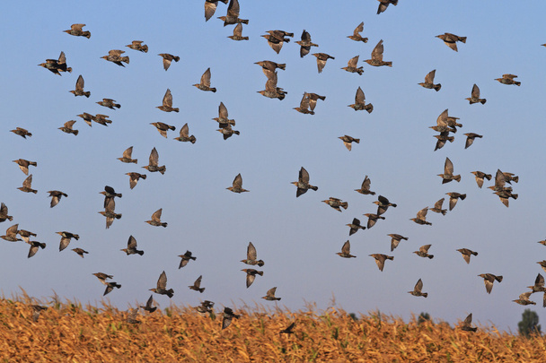 Stare fliegen über Maisfeld - Foto, Bild