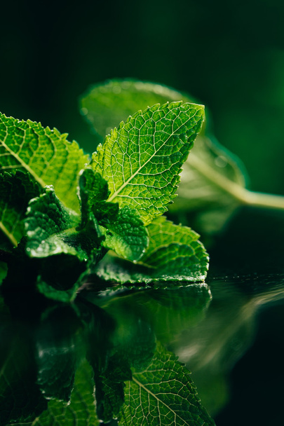 hojas de menta fresca sobre el fondo borroso verde oscuro
 - Foto, Imagen