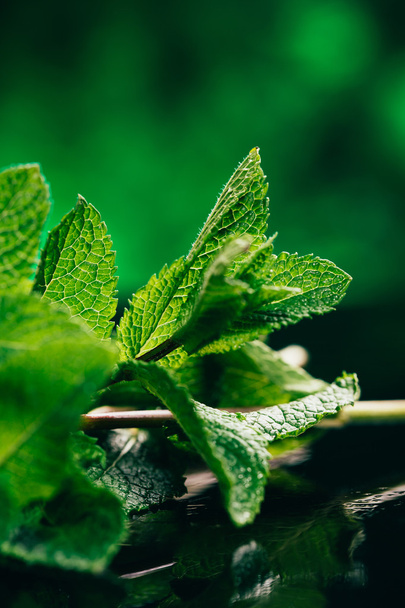 fresh mint leaves on the dark green blurry background - Фото, изображение