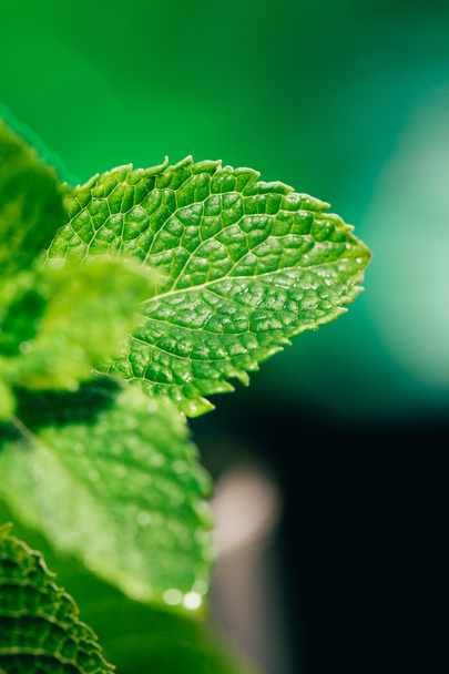 fresh mint leaves on the dark green blurry background - Foto, immagini