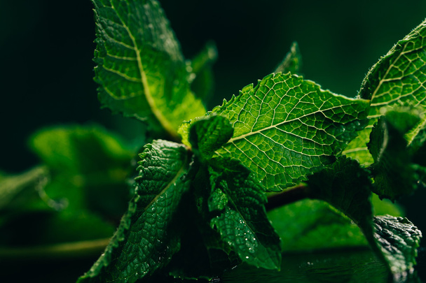 feuilles de menthe fraîches sur le fond vert foncé flou
 - Photo, image