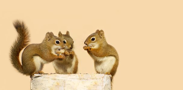csecsemő mókusok megosztása. - Fotó, kép