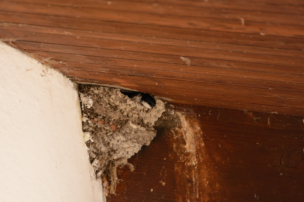 La rondine guarda fuori dal nido
 - Foto, immagini