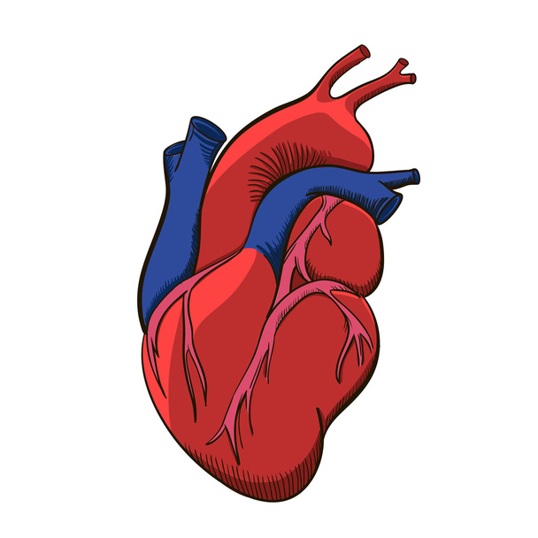 Ilustración del corazón humano
. - Vector, imagen