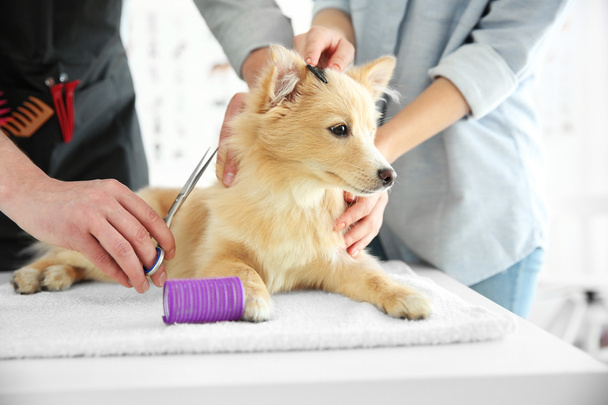 dog Spitz at groomer salon - Foto, imagen