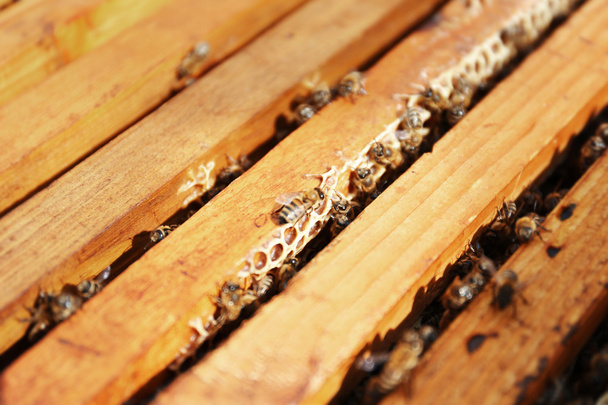 Honeycombs and bees   in beehive  - Foto, Imagem