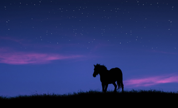 Sílhueta de cavalo no topo de uma colina contra o céu crepúsculo com estrelas
 - Foto, Imagem