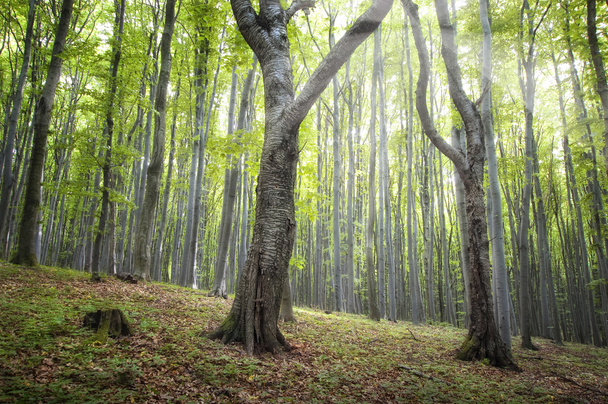 magiczny las zielony - Zdjęcie, obraz