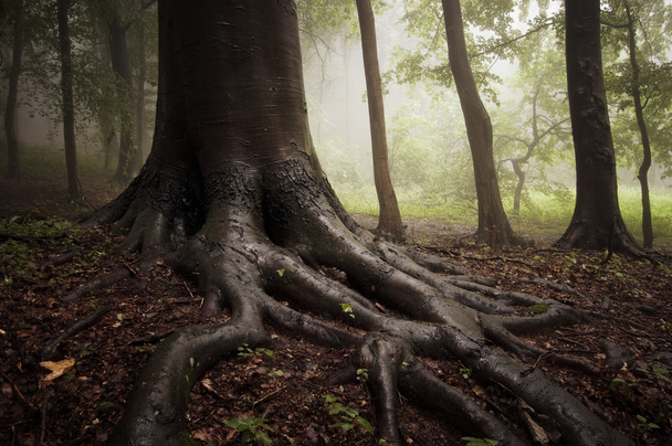Racines d'un arbre dans une forêt brumeuse
 - Photo, image