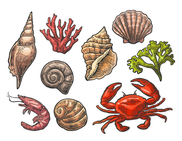 Set sea shell, coral, crab and shrimp. Vector color engraving vintage illustrations. Isolated on white background. - Vektör, Görsel
